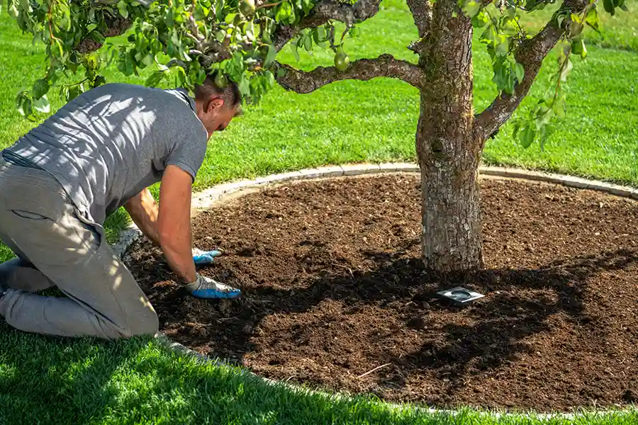 Reliable Tree Expert in Mingo Junction, OH