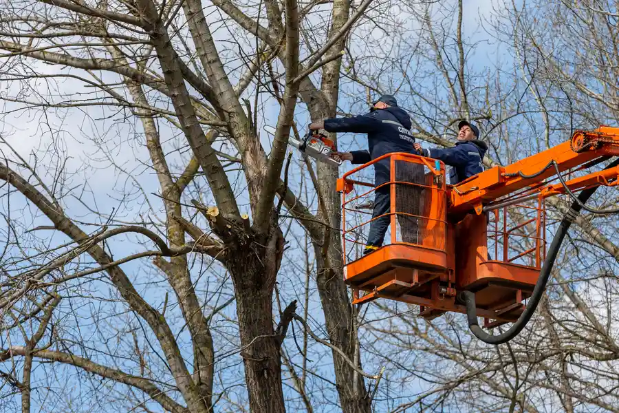 Affordable Tree Removal Service Mingo Junction, OH