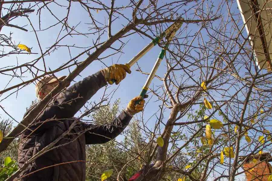 Common Mistakes To Avoid When Trimming Your Trees Mingo Junction, OH