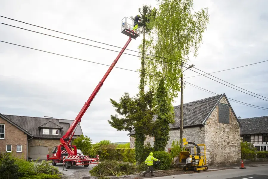 Common Mistakes To Avoid When Trimming Your Trees in Mingo Junction, OH