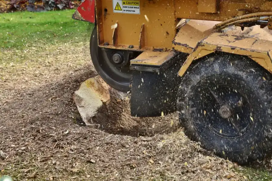 How To Maintain Your Lawn After Tree Stump Grinding in Mingo Junction, OH