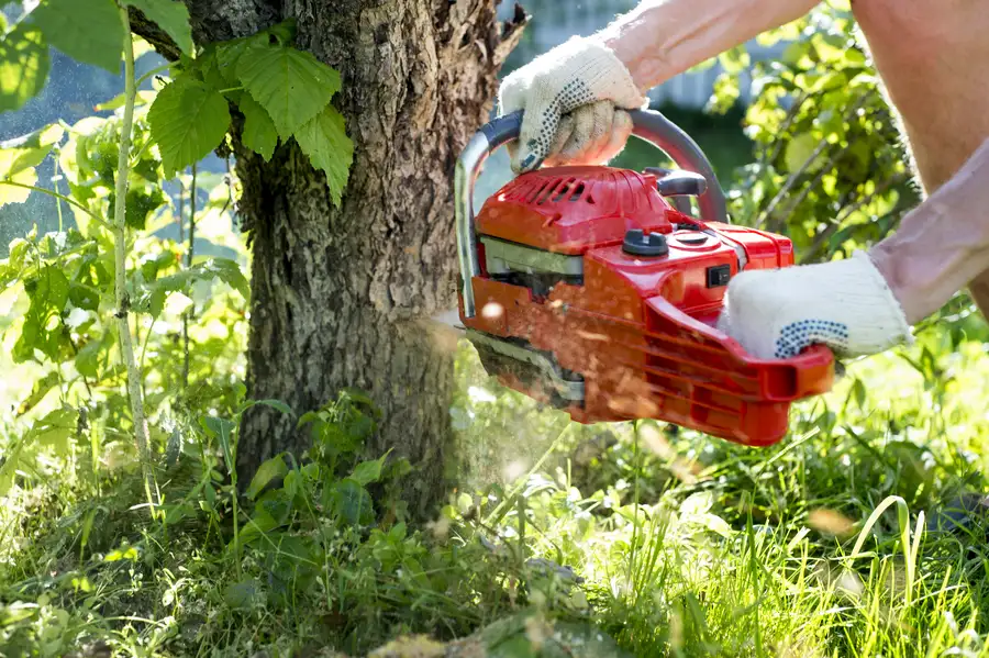 How Tree Removal Helps Prevent Structural Damage in Mingo Junction, OH