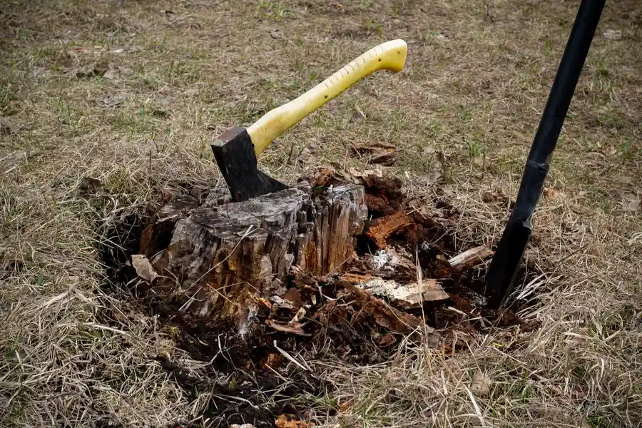 How Tree Stump Removal Enhances Your Propertys Appearance Mingo Junction, OH