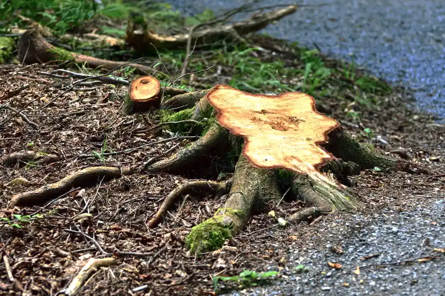 How Tree Stump Removal Enhances Your Propertys Appearance in Mingo Junction, OH