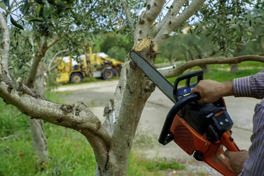 How Tree Trimming Service Enhances Yard Aesthetics Mingo Junction, OH