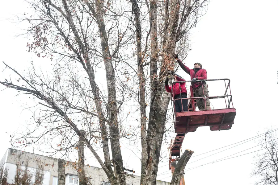 How Tree Trimming Service Enhances Yard Aesthetics in Mingo Junction, OH