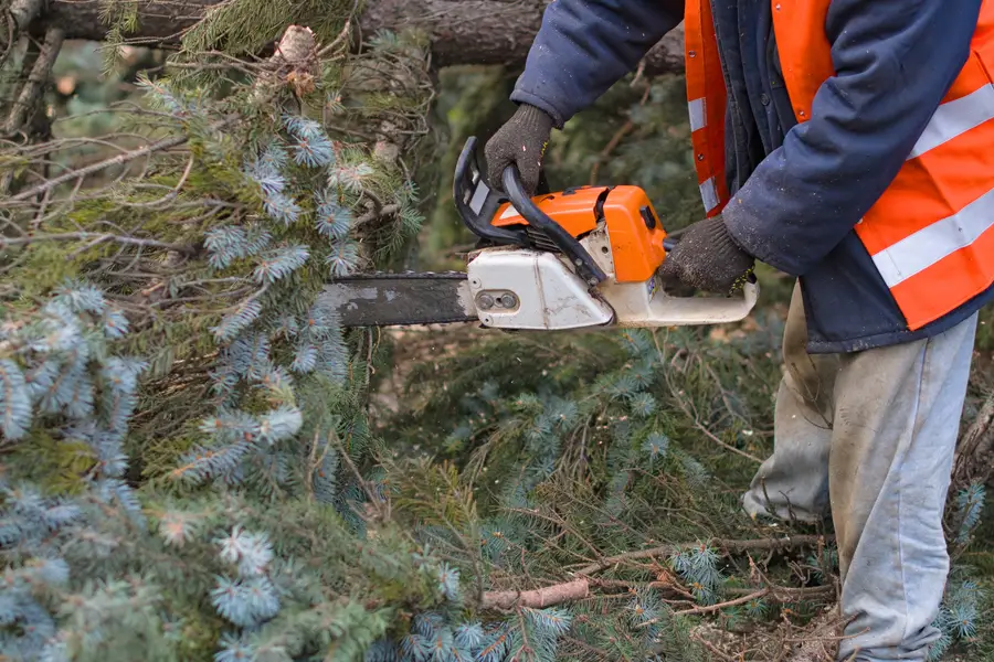 Local Tree Removal Service Mingo Junction, OH