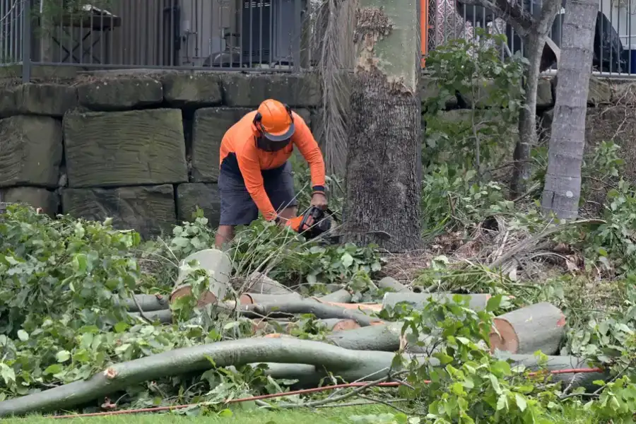 Quality Tree Removal Service Mingo Junction, OH