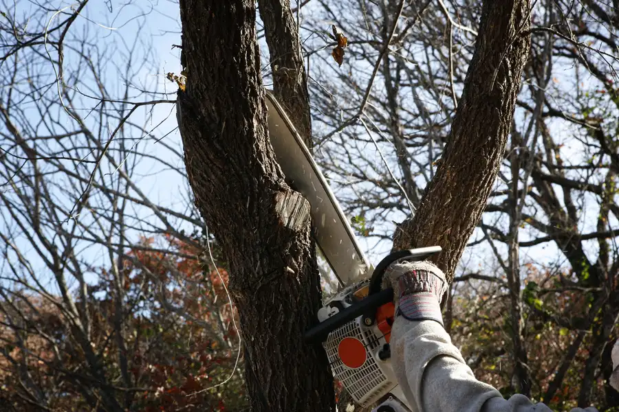 Signs Your Tree May Need Immediate Removal Services Mingo Junction, OH Signs Your Tree May Need Immediate Removal Services Mingo Junction, OH