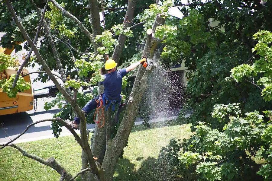 Signs Your Tree May Need Immediate Removal Services in Mingo Junction, OH Signs Your Tree May Need Immediate Removal Services in Mingo Junction, OH