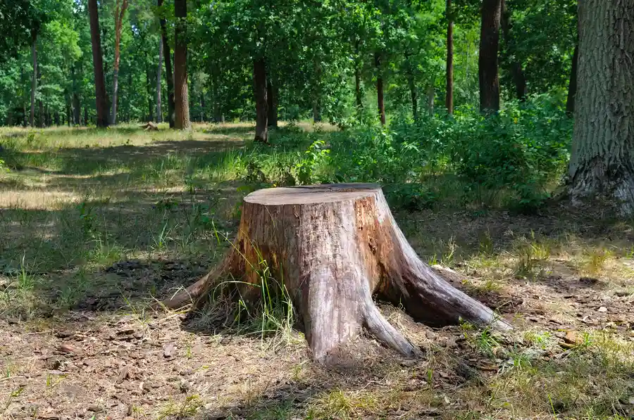 The Benefits Of Professional Tree Stump Removal Services Mingo Junction, OH