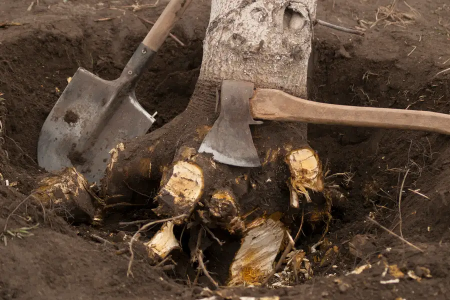 The Benefits Of Professional Tree Stump Removal Services in Mingo Junction, OH
